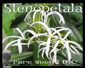 ■激レア！優美な原種プルメリア!! Plumeria Stenopetala ステノぺタラ の抜き苗（根元から約５５㎝） γ **ц**　⑥