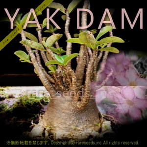 激レア!■ブラック アデニウム YAK DAM 新鮮種子5粒 Adenium arabicum YAK DAM　γ θ **ц**　②