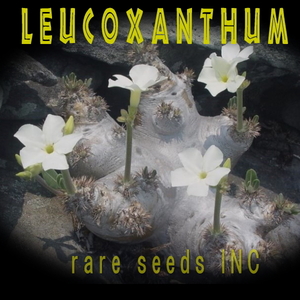 ■今季新着！パキポディウム 希少白花 ! 恵比寿笑い 種子10粒 Pachypodium brevicaule ssp. Leucoxanthum　 θ **ц**　①