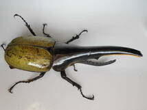 種親１７４ｍｍ(１５９mm)　ヘラクレス オオカブトムシ　２齢幼虫　２ペア_画像2