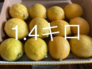 わが家の庭のレモン10〜12個約1.4キロ★★無農薬★皮ごと安心です!