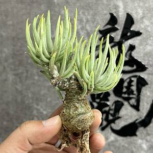 【龍園觀】①No.5109 特選 塊根植物 チレコドン ペアルソニー ベアルート株 発根済み 冬型コーデックス