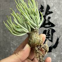 【龍園觀】①No.5109 特選 塊根植物 チレコドン ペアルソニー ベアルート株 発根済み 冬型コーデックス_画像9