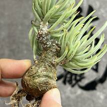 【龍園觀】①No.5109 特選 塊根植物 チレコドン ペアルソニー ベアルート株 発根済み 冬型コーデックス_画像6