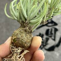 【龍園觀】①No.5109 特選 塊根植物 チレコドン ペアルソニー ベアルート株 発根済み 冬型コーデックス_画像8