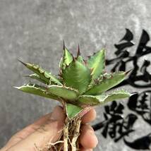 【龍園觀】①No.119 特選 アガベ 多肉植物 チタノタ 萬代厳龍 チタノタ×ローファンサ ハイブリッド 極上株_画像4