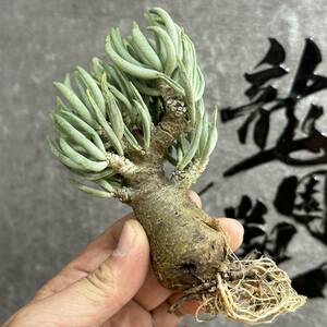 【龍園觀】①No.186 特選 塊根植物 チレコドン ペアルソニー ベアルート株 発根済み 冬型コーデックス 