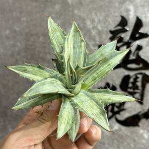 【龍園觀】①No.276 特選 アガベ 多肉植物 シンプレックス "スノーデビル" Agave deserti v. simplex 'Variegata' Snow Devil