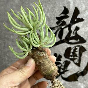 【龍園觀】①No.282 特選 塊根植物 チレコドン ペアルソニー ベアルート株 発根済み 冬型コーデックス 