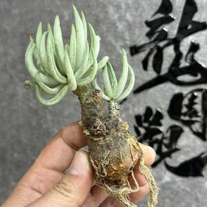 【龍園觀】①No.378 特選 塊根植物 チレコドン ペアルソニー ベアルート株 発根済み 冬型コーデックス 