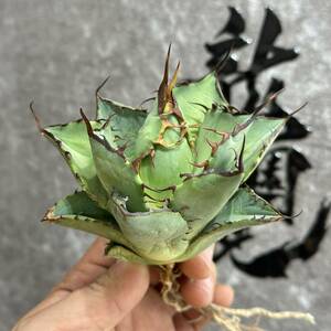 【龍園觀】①No.352 特選 アガベ 多肉植物 チタノタ ‘Rose’ 強棘 極上美株 激レア！包葉 限定株 球形