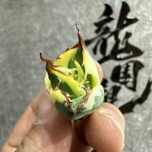 【龍園觀】① No.417 特選 アガベ 多肉植物　スナグルトゥース　極上株 激レア！_画像2