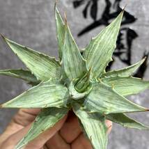 【龍園觀】①No.552 特選 アガベ 多肉植物 シンプレックス "スノーデビル" Agave deserti v. simplex 'Variegata' Snow Devil_画像7