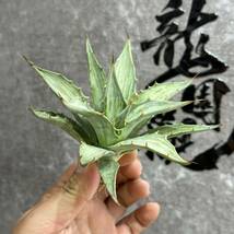 【龍園觀】①No.552 特選 アガベ 多肉植物 シンプレックス "スノーデビル" Agave deserti v. simplex 'Variegata' Snow Devil_画像10