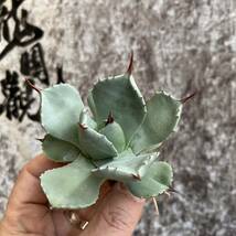 【龍園觀】①No.A663 特選 アガベ 多肉植物 藍天使 極上美株_画像1