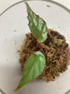 Begonia kapuashuluensis 旧テムユク 原種 ベゴニア ①