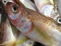 3箱、鳥取県ブランド商品「とろはた大1kg」超特大な魚神、深海の珍味!!_画像4