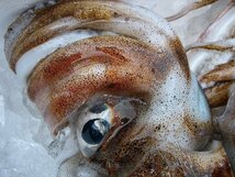 烏賊の王様!!特大「yアオリイカ 12尾で4kg」お刺身用 (活冷凍)　『魚王国』境港産_画像3