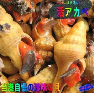 一般には流通ない「活アカベ1kg」　当港自慢の珍味な貝-