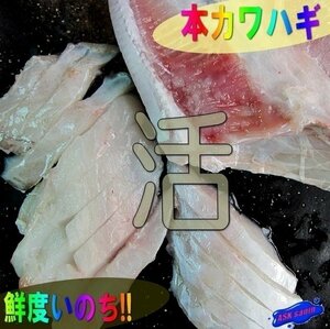 生肝絶品!!「活ウマズラハギ3kg」お刺身用、鍋にも人気です。　...フグにも劣らぬ美味!!