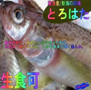 3箱、鳥取県ブランド商品「とろはた大1kg」超特大な魚神、深海の珍味!!