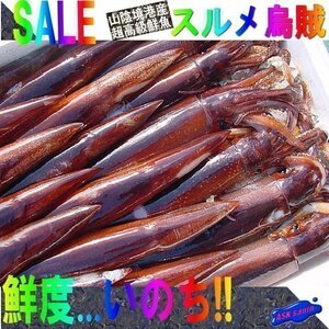 お刺身用「スルメ烏賊10尾位で4kg」活冷凍品、-美しい釣り物