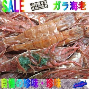 珍味な海老!! 「ガラ海老1kg」境港自慢の逸品（活または活冷凍）