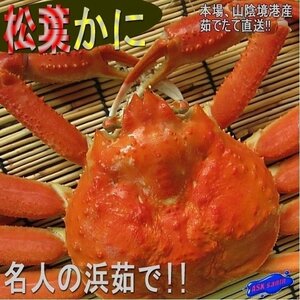 3箱、とれたて直送!!「ボイル松葉蟹 特選-1kg」名人の浜茹で、蟹の王様