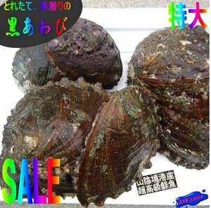 活物直送!!「黒あわびM-1kg」素潜りで採った、山陰境港産