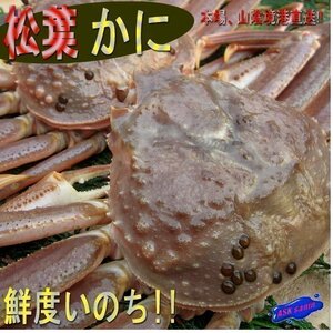 10箱、蟹の王様「活、松葉蟹/特選-1kgセット」足折れ1・2本■山陰境港、直送!!