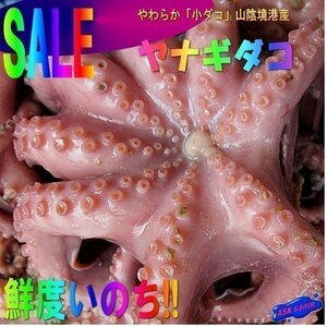 やわらか「水ダコ(小ダコ)-3kg」　シャブシャブ、お刺身、焼き、煮付け、たこ焼き