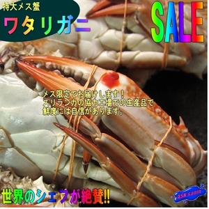特大メス 「ワタリ蟹1kgセット」活冷凍　4・5尾入り、スリランカ産