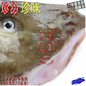 噂の幻の深海魚「ババア 2.1kg」(ゲンゲ)活冷凍品　味は鮟鱇・たら以上!!