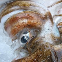 烏賊の王様!!特大「nアオリイカ 12尾で4kg」お刺身用 (活冷凍)　『魚王国』境港産_画像2