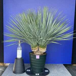 珍品　2分頭　ユッカロストラータ(紫水色シール)Yucca rostrata 国内栽培　180サイズ