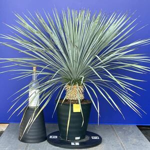 丹精込めて育てました　ユッカロストラータ　(黄色シール) Yucca rostrata 国内栽培　160サイズ　　　　