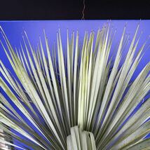 幹が太く　葉も幅広い　大株です　ユッカ　ロストラータ　(青シール) Yucca rostrata 国内栽培　200サイズ　　　　_画像8