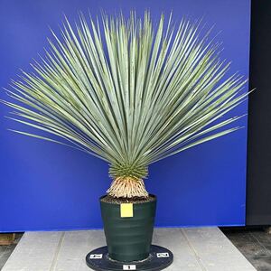 丹精込めて育てました　ユッカ　ロストラータ　(黄色シール) Yucca rostrata 国内栽培　180サイズ　　　　