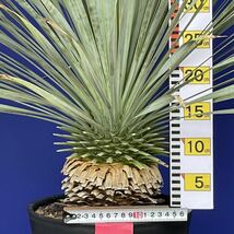 丹精込めて育てました　ユッカロストラータ　(赤シール) Yucca rostrata 国内栽培　140サイズ　　　　_画像5
