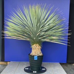 丹精込めて育てました　ユッカ　ロストラータ　(青シール) Yucca rostrata 国内栽培　180サイズ　　　　