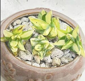 アガベ グリーン プラント 多肉植物 (王妃雷神 黄中斑）1株入り　2-4cm