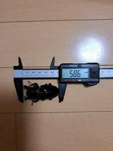 タランドゥスオオツヤクワガタ　ペア②(新生虫、未使用)♂58.6mm♀47.3mm
