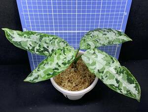 LA便 中株 ■Aglaonema pictum tricolor［LA0913-1ss］■