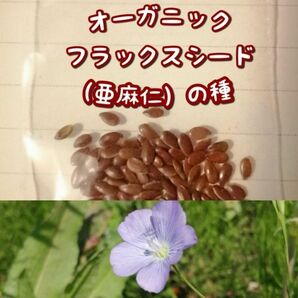 【家庭菜園に水色のお花を】亜麻仁の種　1g 家庭菜園　プランター　花畑　リネン　フラックスシード　料理に　インテリアに　自然観察に