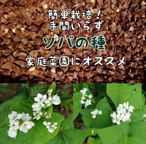 【家庭菜園にかわいいお花を】ソバの種　玄蕎麦　たっぷり30g 家庭菜園　プランター栽培にも　お世話いらず　収穫体験　そだてやすい