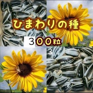 ひまわりの種 たっぷり約300粒21g 小動物のご給餌に