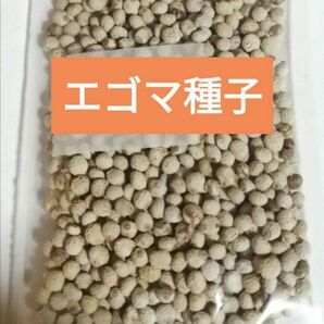 【自然農】エゴマの種　5g　荏胡麻種子　えごまの種　