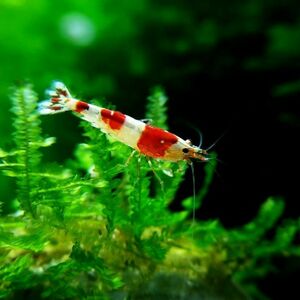  Red Bee Shrimp 10 tail ( Mothra, band, Hino maru,. go in prohibition ) [ less selection another /1.0.±][+3 tail service ]
