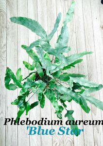 Phlebodium aureum blue star 大型パルダリウム　テラリウム植物　シダ　テラリウム植物　GWセール中