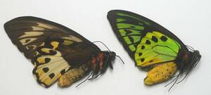外国産蝶標本―１９８８年１０月採集のポセイドン♂♀（パプアニューギニア）―低額スタート！